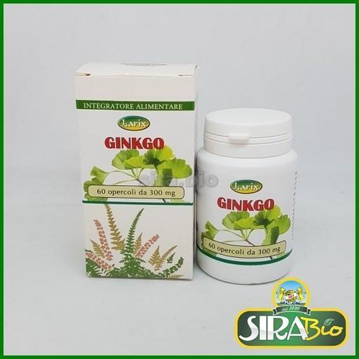 Ginkgo ''Larix'' - 60 opercoli
