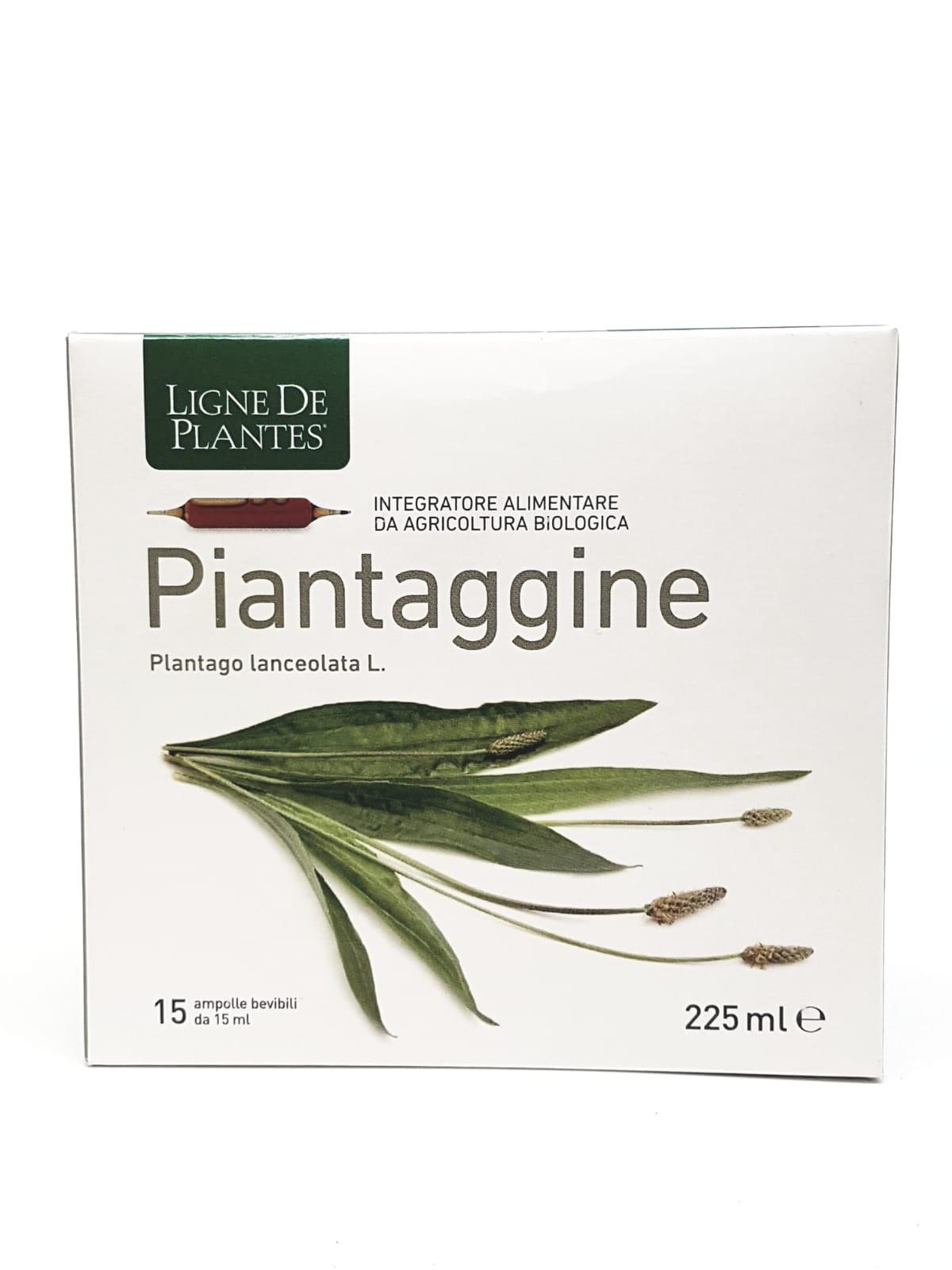 Piantaggine Ampolle da 15ml - immagine 2