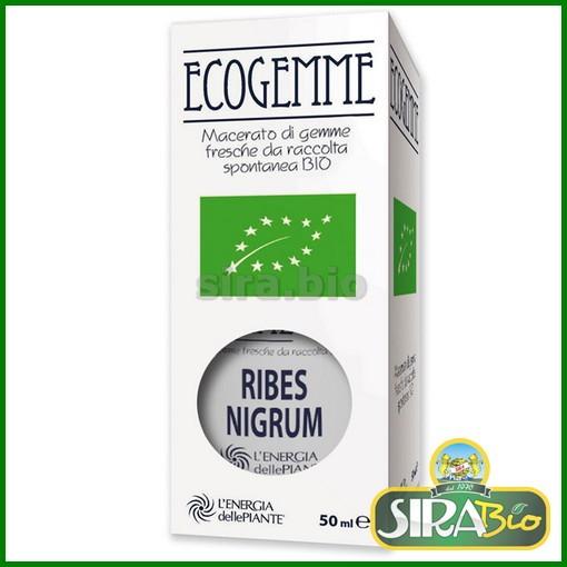 Ribes Nigrum Bio Ecogemme - 50ml